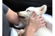 Canicula pune în pericol viața animalelor de companie