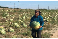 Povestea nespusă a pepenilor de Dăbuleni: Cum sunt jefuiți producătorii locali de samsari