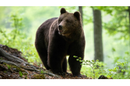  Un cioban beat s-a plâns la 112 că este fugărit de un urs