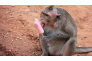 Animalele de la Zoo Berlin au primit înghețată 