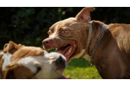 Un bărbat din Galați, ucis de câinele unui vecin. Era din rasa Amstaff, una foarte agresivă