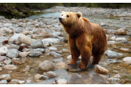Bărbat sfâșiat de urs, în Harghita