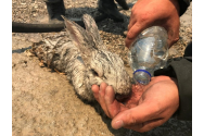 FOTO - Imaginea pompierului român care a făcut înconjurul lumii. În lupta cu flăcările din Rodos, a salvat și câteva animăluțe