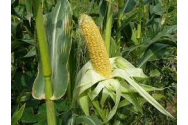 Bani de la stat pentru cultivatorii de  porumb, orz, floarea-soarelui și rapiţă