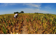 Bani pentru agricultorii ieşeni afectaţi de secetă