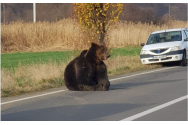 Ursoaică împuşcată după ce a fost lovită de o maşină, în județul Harghita