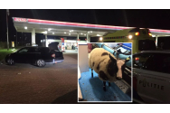 Oaia Lambi, furată de la Grădina Zoologică din Eindhoven, a fost găsită în portbagajul mașinii unui român: „N-a luat-o ca să-l mângâie”