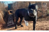 Câine de rasă furat de doi tineri din curtea unei case - Poliţiştii au găsit animalul la unul dintre suspecţi
