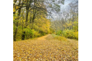 A fost inaugurat un nou traseu tematic, într-o pădure din Mădârjac