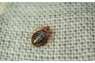Profesoară de biologie despre invazia plosnitelor: „Principala cauză o reprezintă dobândirea rezistenței la insecticide