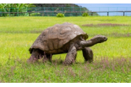 Cel mai bătrân animal de pe uscat a împlinit 191 de ani: și-a depășit speranța de viață cu peste 40 de ani