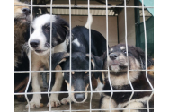 Peste 1.400 de câini în grija adăpostului de la Tomești