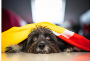 Medicii veterinari îi îndeamnă pe ieșeni să renunțe la petarde și artificii