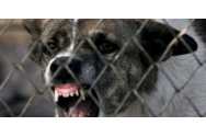 Caz ca în filmele de groază. O bătrână a fost sfâşiată de câinele din curte, animalul amputându-i unui picior