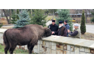 Zimbrul-prieten cu călugării de la Mănăstirea Neamţ. „Simbolul măreţiei Moldovei“
