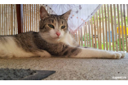 Miţi, mascota cu blană a CTP Iaşi