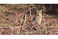 Imagini rare cu o pisică sălbatică filmată în timp ce se bucura de căldura soarelui, în Parcul Național Călimani