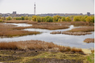 Arde Delta Văcărești! Deja un hectar de vegetație a fost distrus