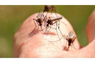  Virusul West Nile, confruntarea globală cu umbra pandemiei invizibile
