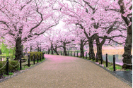 Sakura. Euforie efemeră în Țara Soarelui Răsare
