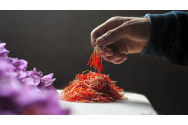 Șofranul, aurul roșu al gastronomiei și farmacopeei mondiale