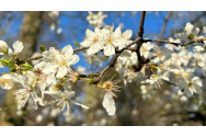 Vine căldura! Meteorologii anunță temperaturi de 25 de grade!