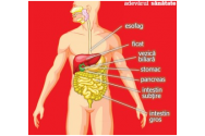 Orele de refacere ale organelor interne. Țineți cont de acest bioritm și că ele au o activitate maximă timp de 2 ore pe zi