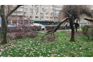 Vântul puternic a făcut ravagii la Iaşi