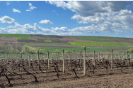 Un vin dintr-un sat ieșean a devenit favoritul românilor!