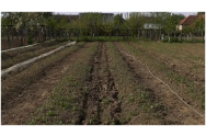 Leguma neobișnuită pe care o cultivă doi români întorși din Germania. Un kilogram se vinde cu 45 de lei