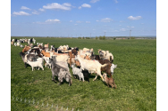 Iedul face concurență mielului de Paște