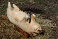 Şi-a tăiat şi fiul o dată cu porcul. Atât animalul, cât şi adolescentul au murit în chinuri