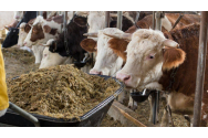 APIA așteaptă cererile de subvenție din partea crescătorilor de animale