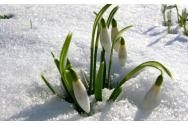 Temperaturi de primăvară, în ianuarie
