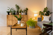 10 sfaturi pentru decorarea camerei de zi cu plante