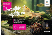 Comunicat de presă. „Expoziția Educativă de Tarantule și Reptile Vii” revine la Palas cu exemplare noi și spectaculoase!