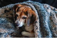 Apel pentru salvarea animalele fără stăpân