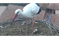 Prima barză a revenit în cuibul din Dumbrăvioara, în Mureş. Curioșii o pot urmări pe camerele web care o monitorizează permanent