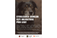 Sterilizarea animalelor de companie. Beneficii esențiale și obligație legală