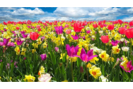 Ce trebuie să faci cu bulbii lalelelor după ce se scutură florile? Trucuri pentru reluarea înfloririi