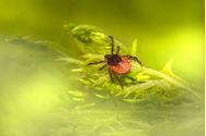 Insectele le dau mari bătăi de cap ieșenilor
