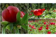 Locul din România unde bujorii sălbatici colorează natura în roșu aprins. Cine îi culege riscă o amendă de 10.000 de lei