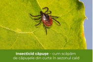 Insecticid căpușe – cum scăpăm de căpușele din curte în sezonul cald 