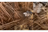 E incredibil ce a găsit un fermier în lanul de grâu. Cerul înnorat l-a salvat de la o tragedie