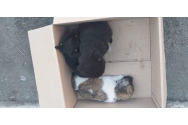 Amendă de 12.000 de lei pentru abandonarea a doi căței!