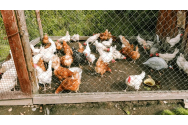 Câte găini poți crește în curte, conform legii. Care sunt obligațiile crescătorilor de animale