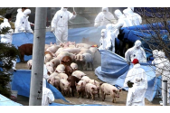 Alertă de pestă porcină în mai multe localităţi din judeţul Iaşi