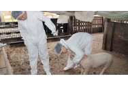 Pesta porcină ia amploare în judeţul Iaşi