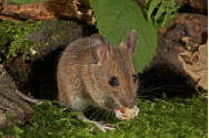 Şobolanii de Madagascar, trataţi ca vedete la grădina zoologică din Londra