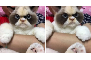 Ea ar putea să o înlocuiască pe faimoasa pisică Grumpy. Cum arată Meow Meow FOTO